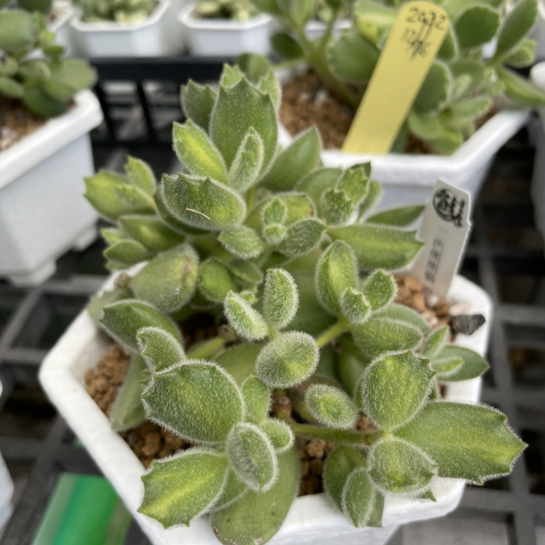 多肉仙人交易所