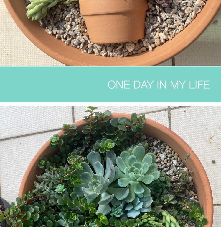 多肉仙人交易所