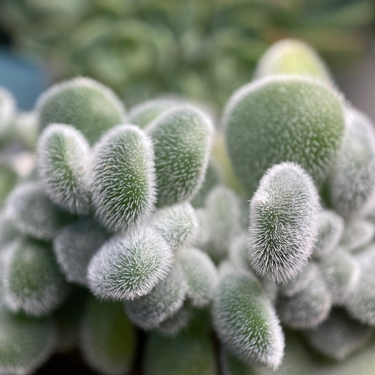 多肉仙人交易所