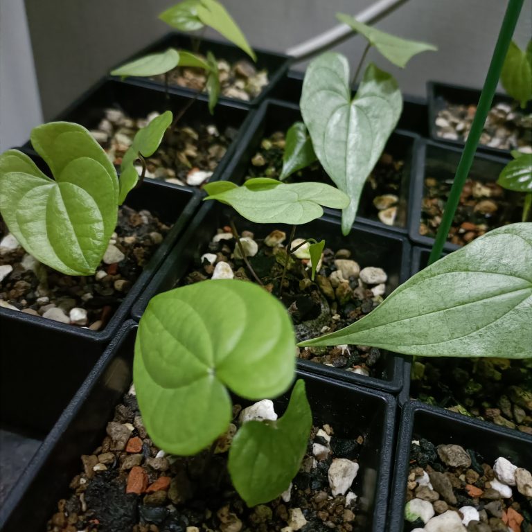 多肉仙人交易所