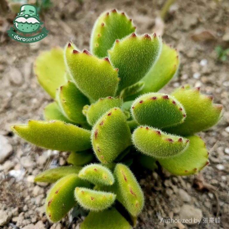 多肉仙人交易所