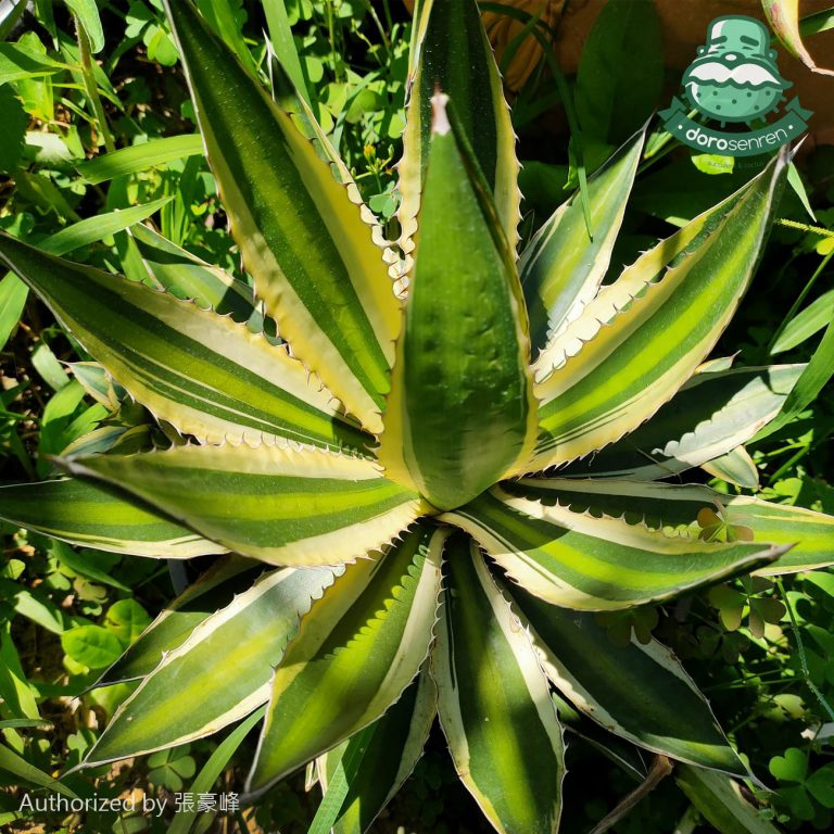 多肉仙人交易所