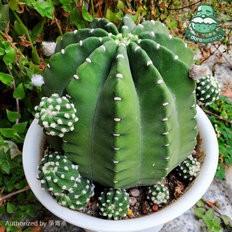 多肉仙人交易所