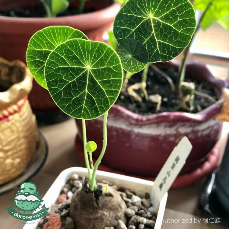 多肉仙人交易所