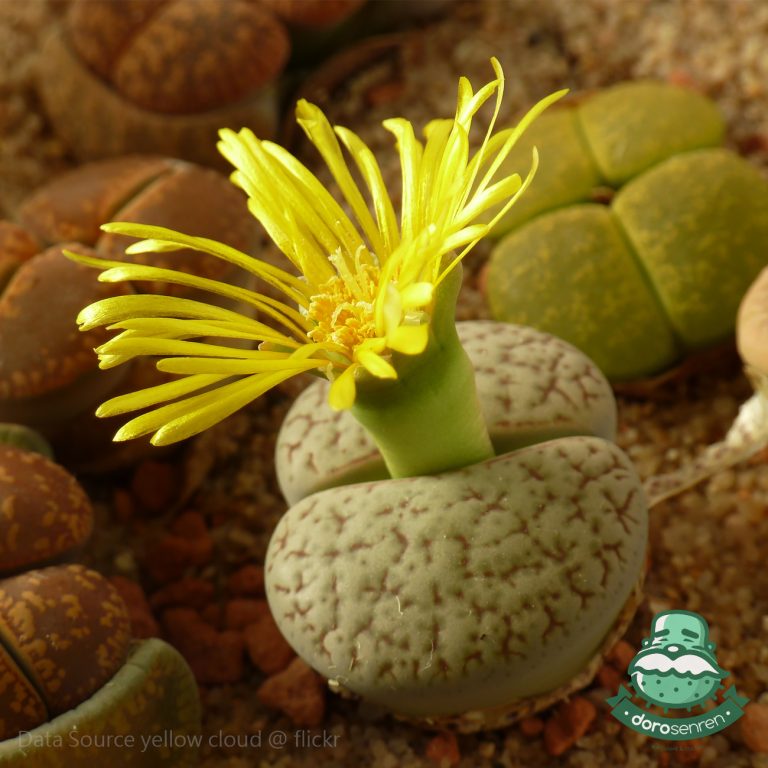 多肉仙人交易所