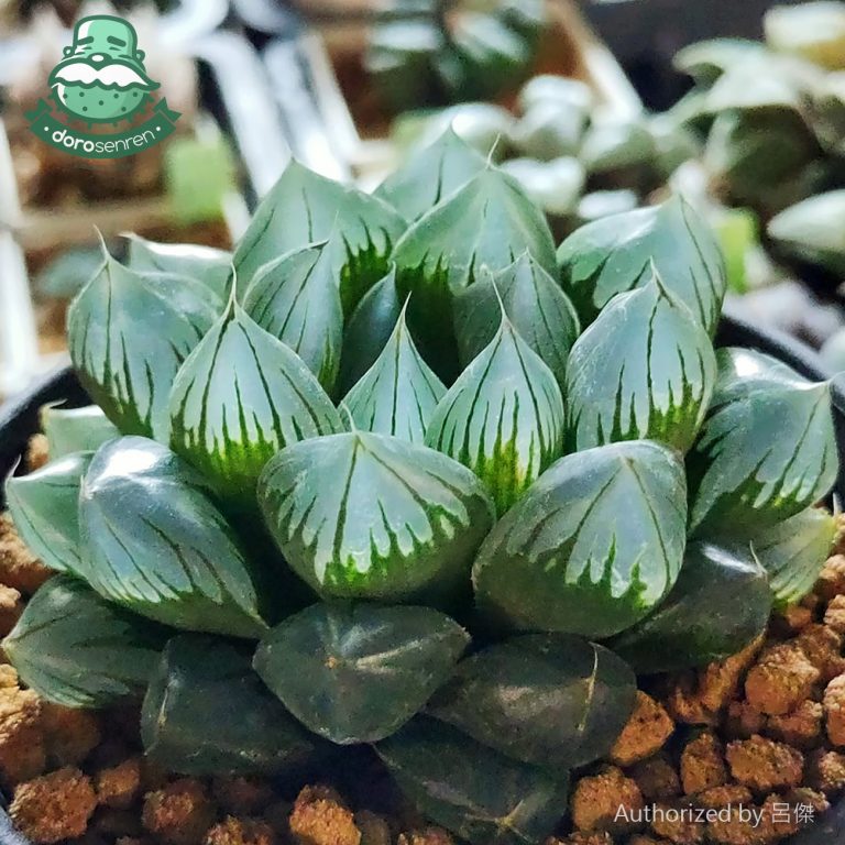 多肉仙人交易所