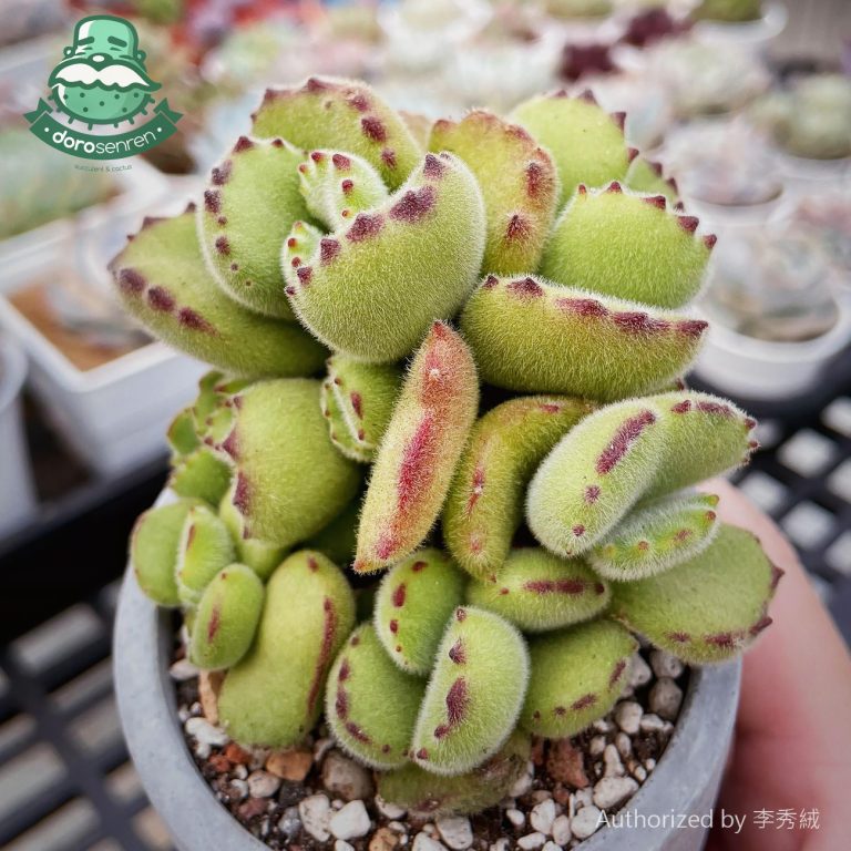 多肉仙人交易所