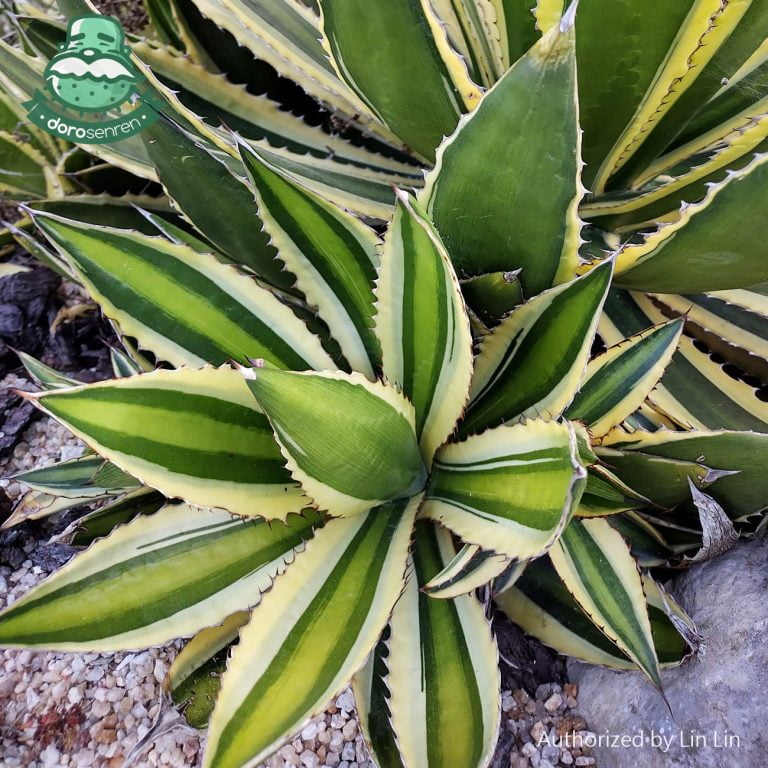 多肉仙人交易所