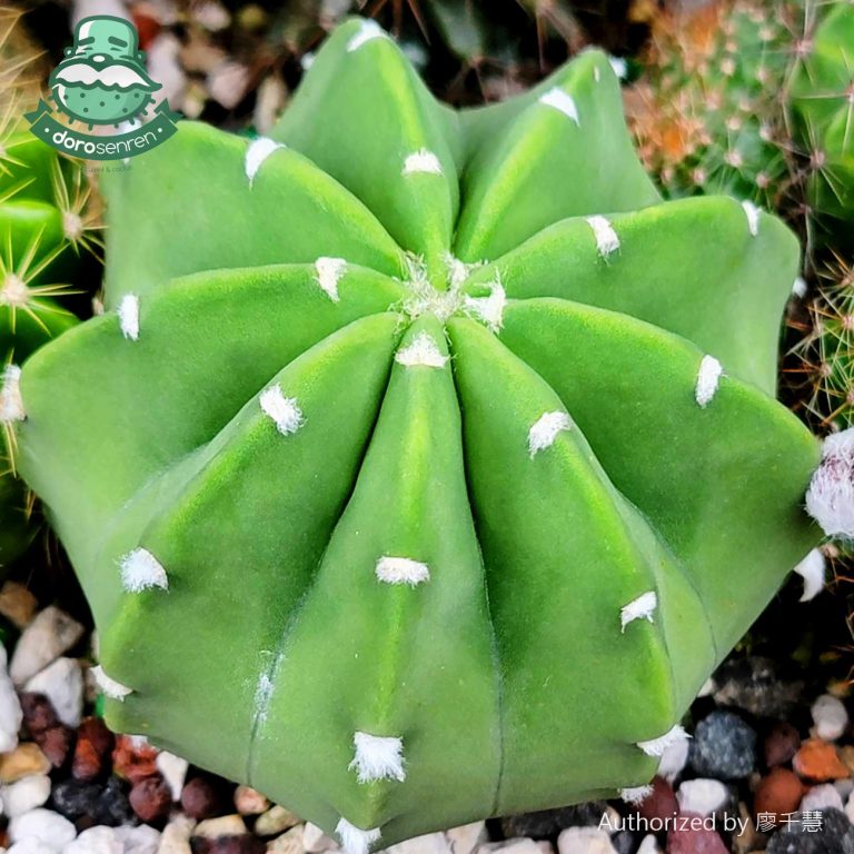 多肉仙人交易所