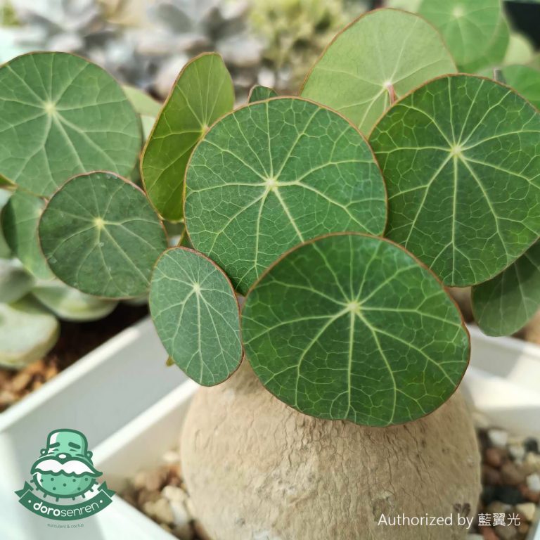 多肉仙人交易所