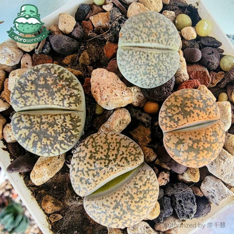 多肉仙人交易所