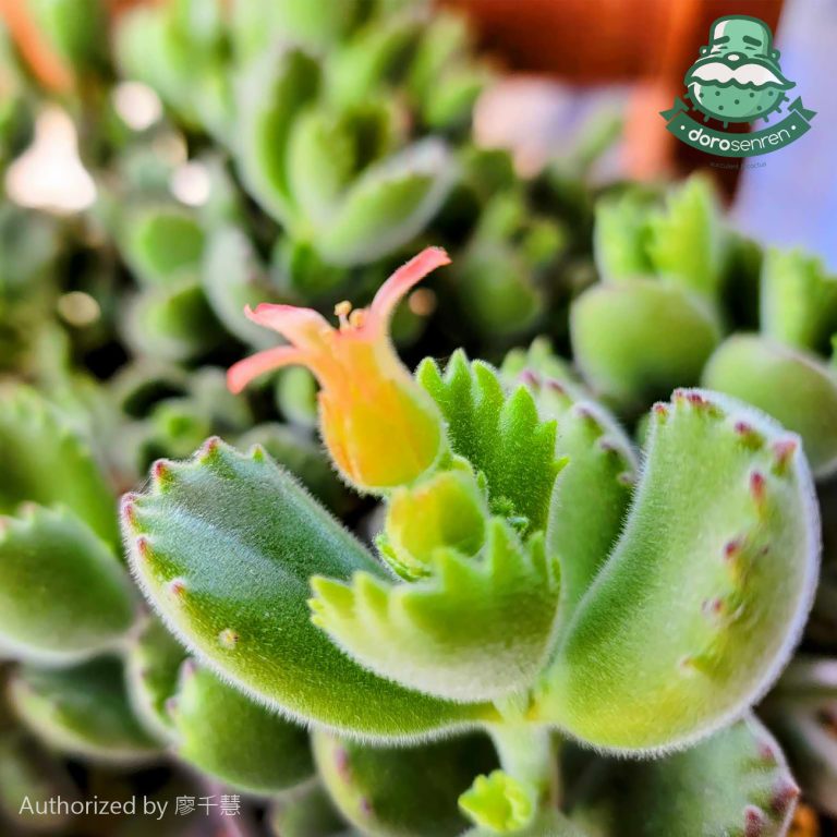 多肉仙人交易所