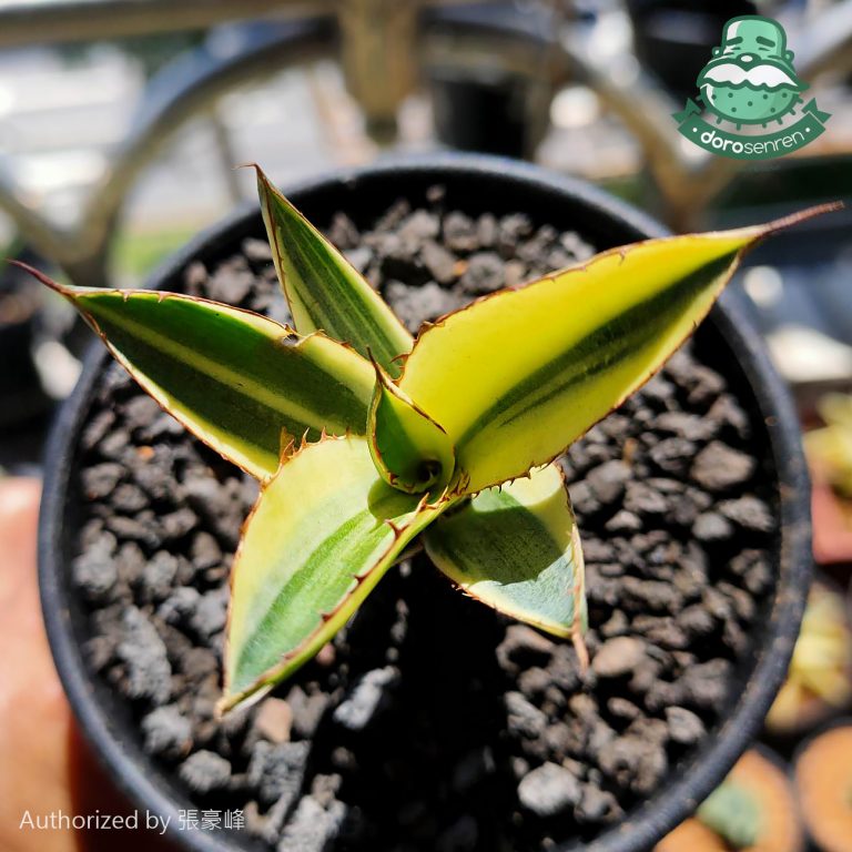 多肉仙人交易所