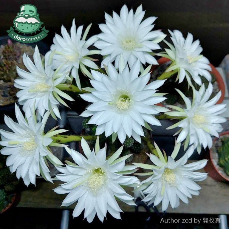 多肉仙人交易所