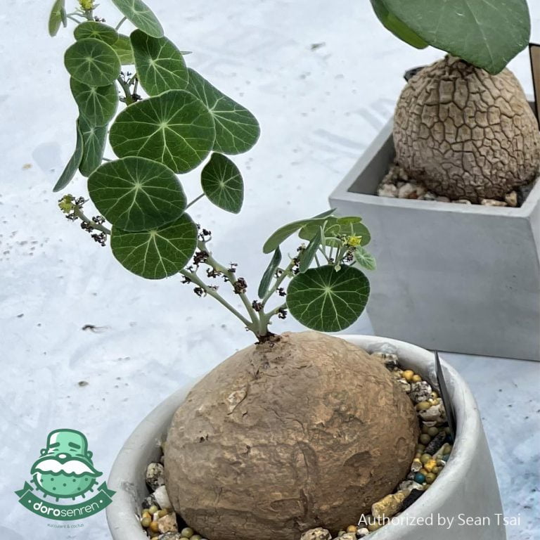 多肉仙人交易所