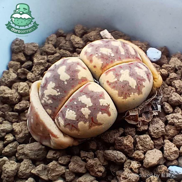 多肉仙人交易所