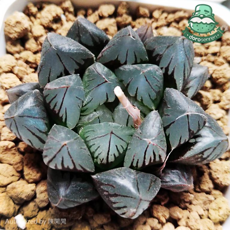 多肉仙人交易所