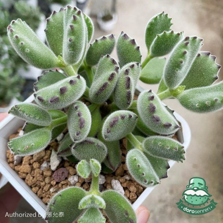 多肉仙人交易所