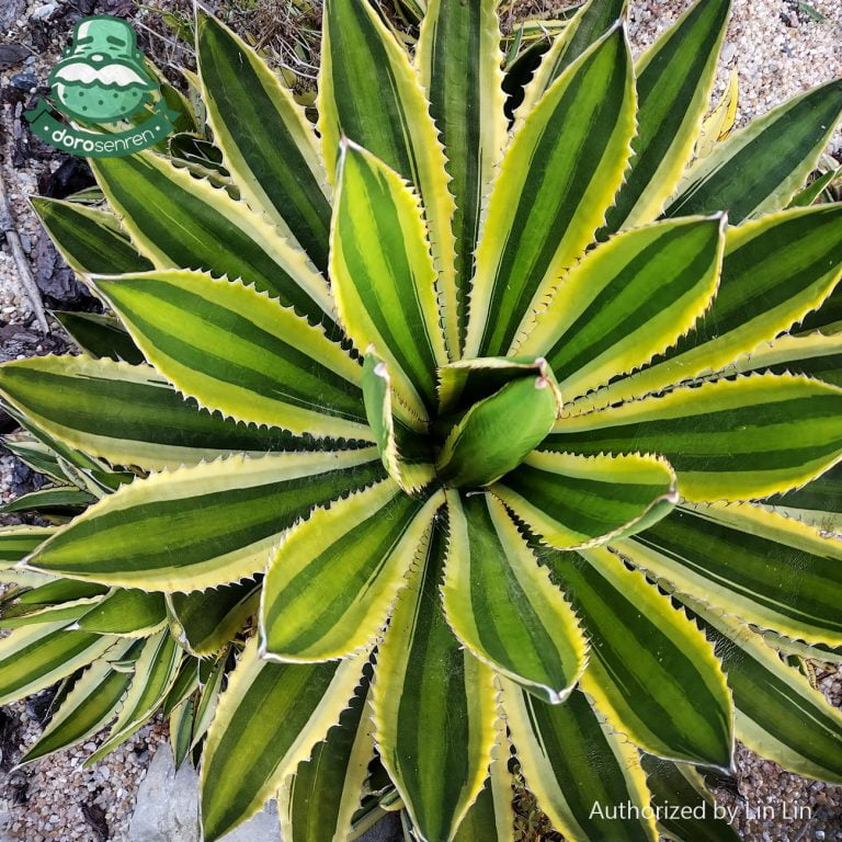 多肉仙人交易所