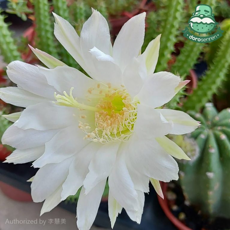 多肉仙人交易所