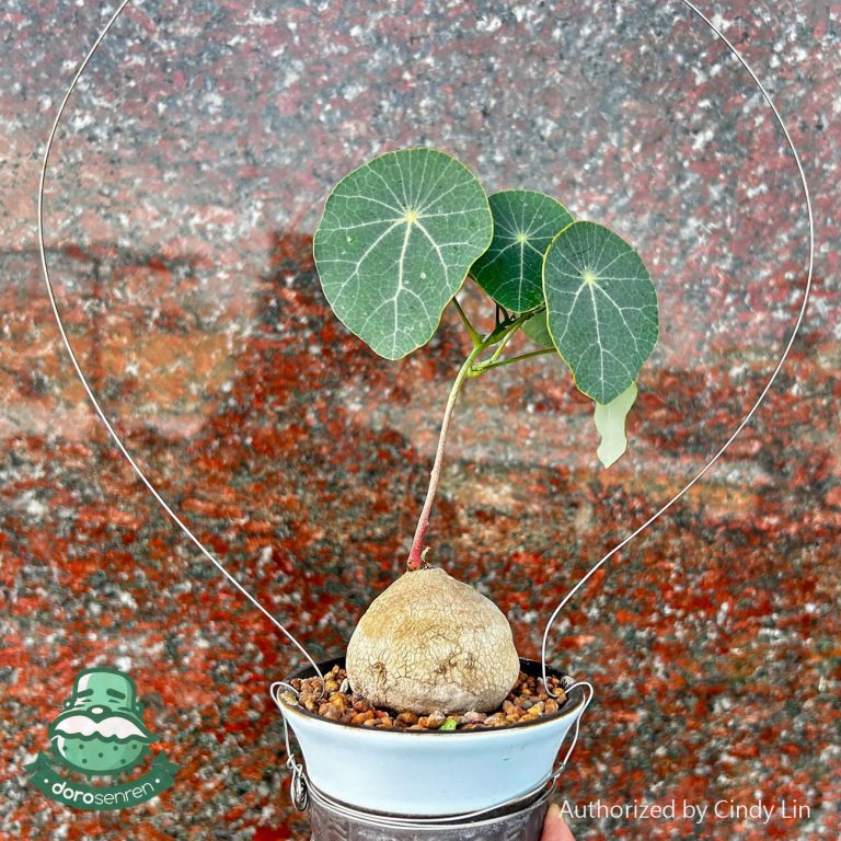 多肉仙人交易所