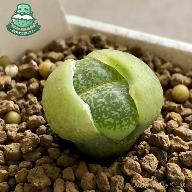 多肉仙人交易所