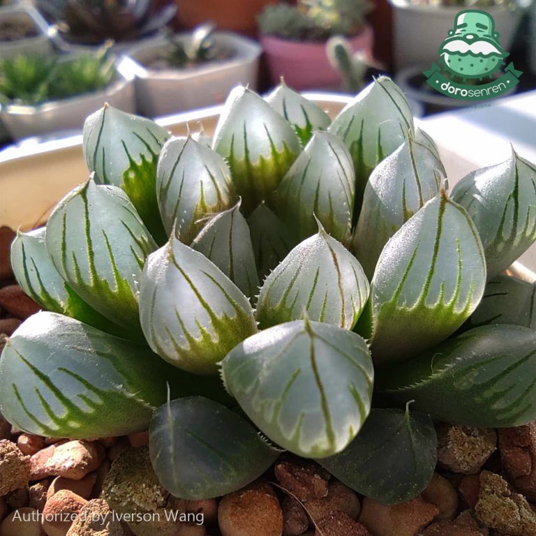 多肉仙人交易所