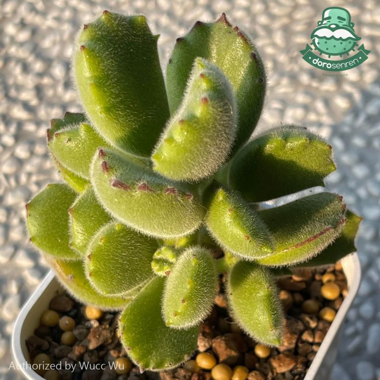 多肉仙人交易所