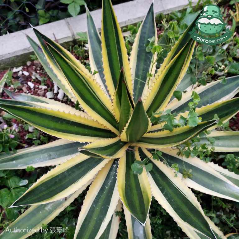 多肉仙人交易所