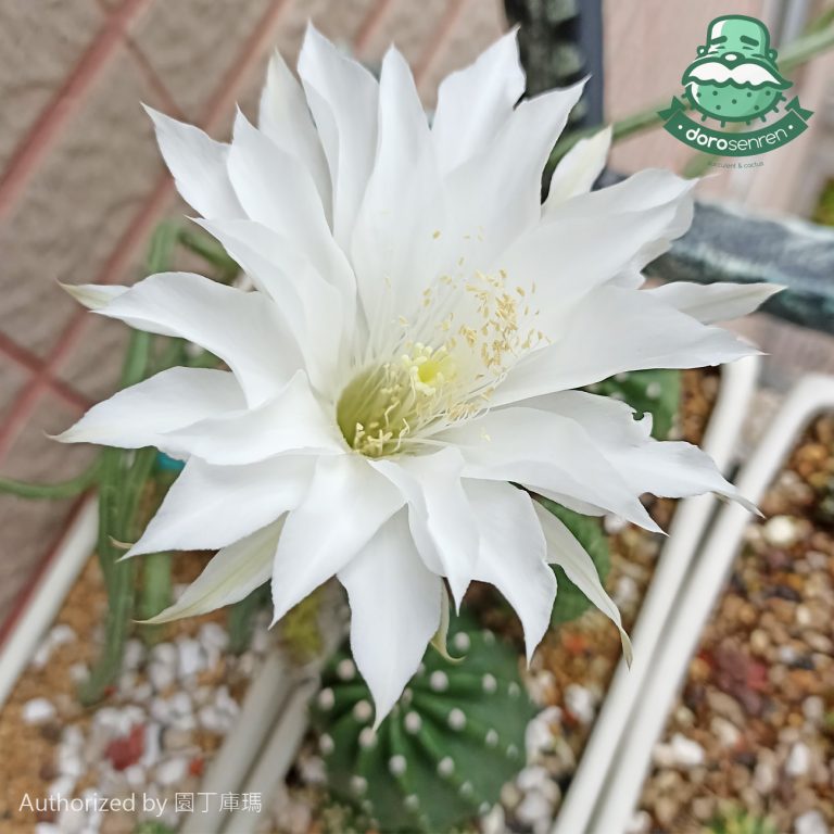 多肉仙人交易所