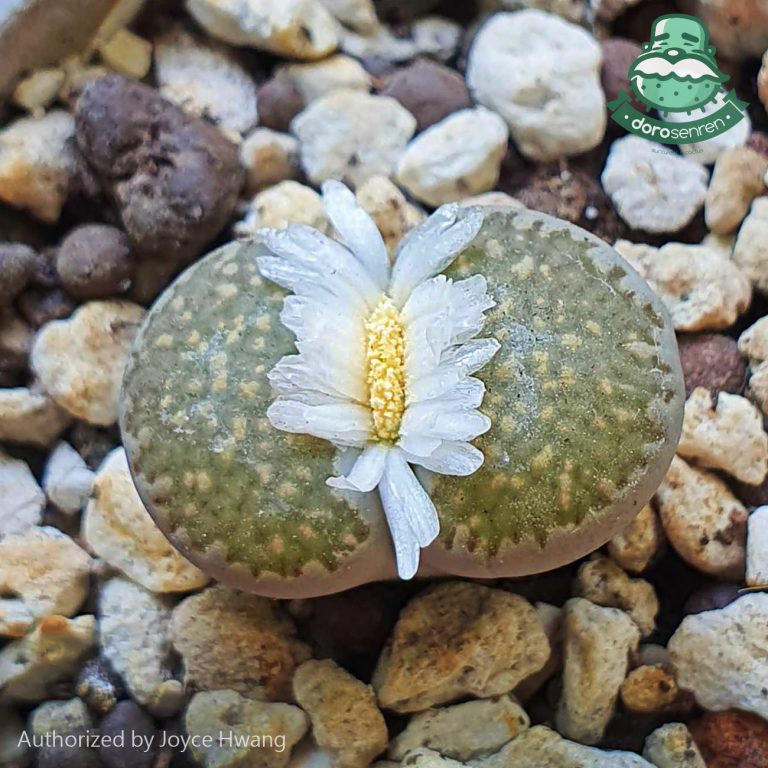 多肉仙人交易所