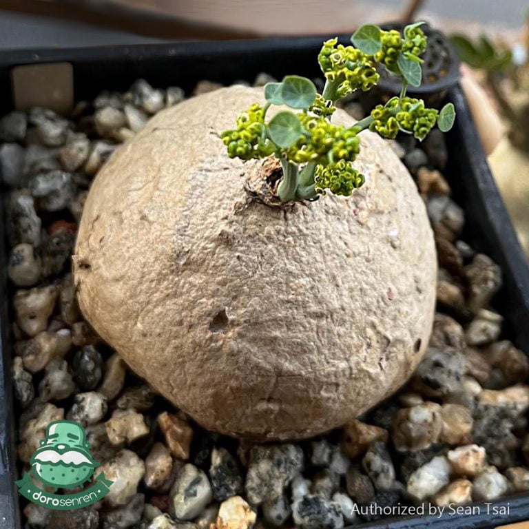 多肉仙人交易所