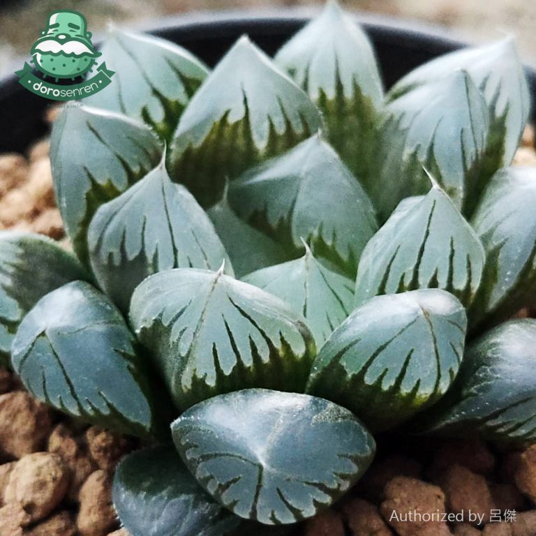 多肉仙人交易所