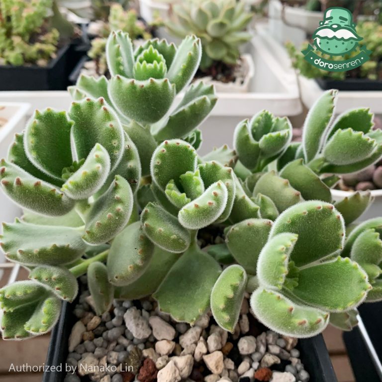 多肉仙人交易所