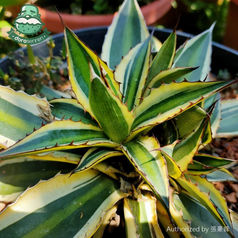 多肉仙人交易所