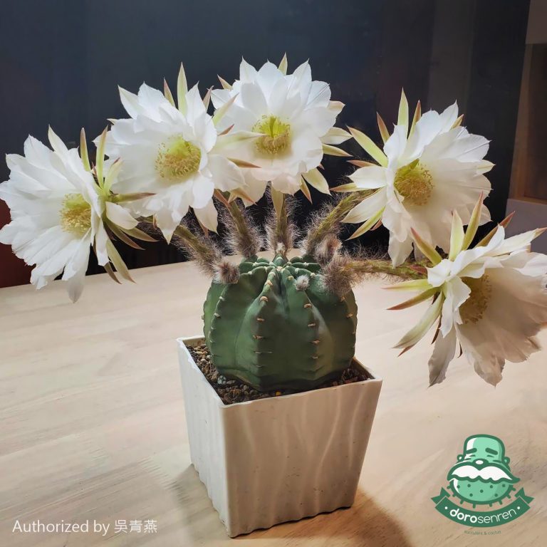 多肉仙人交易所