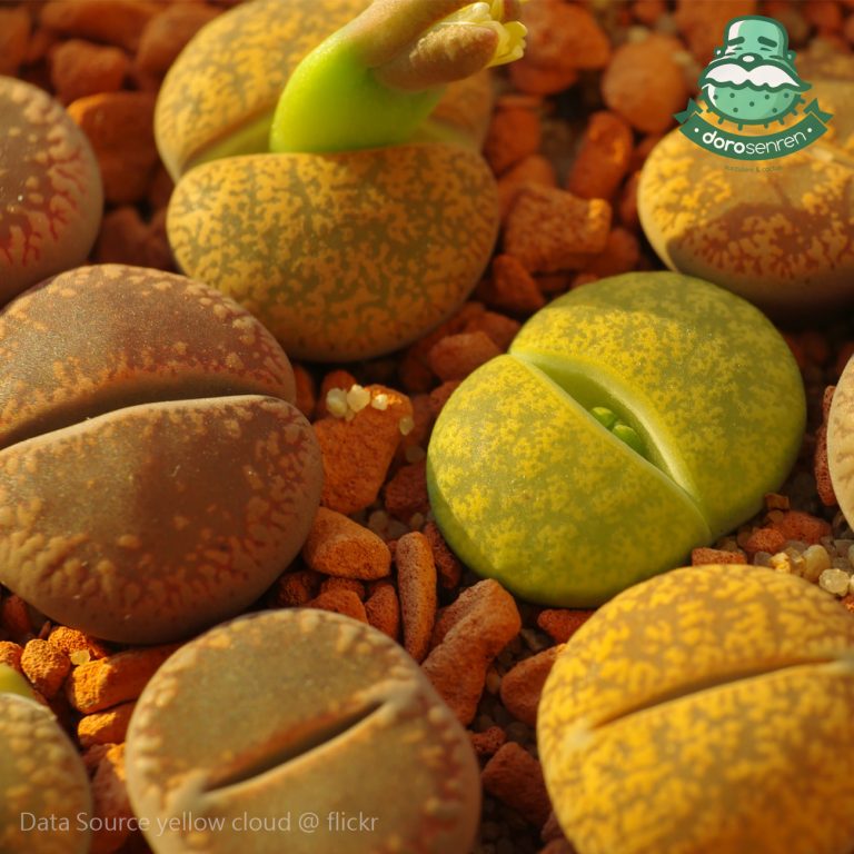 多肉仙人交易所