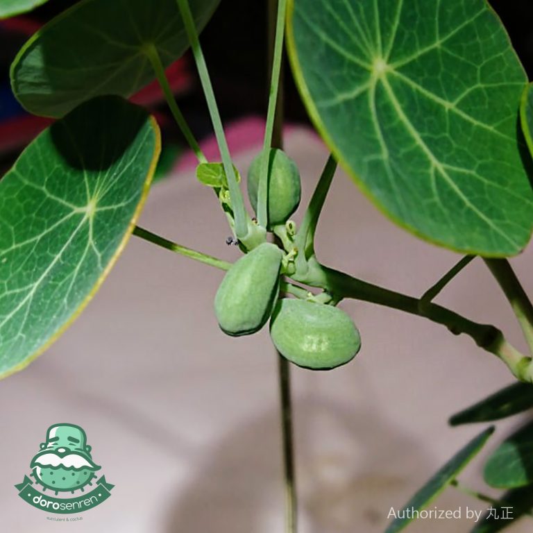 多肉仙人交易所