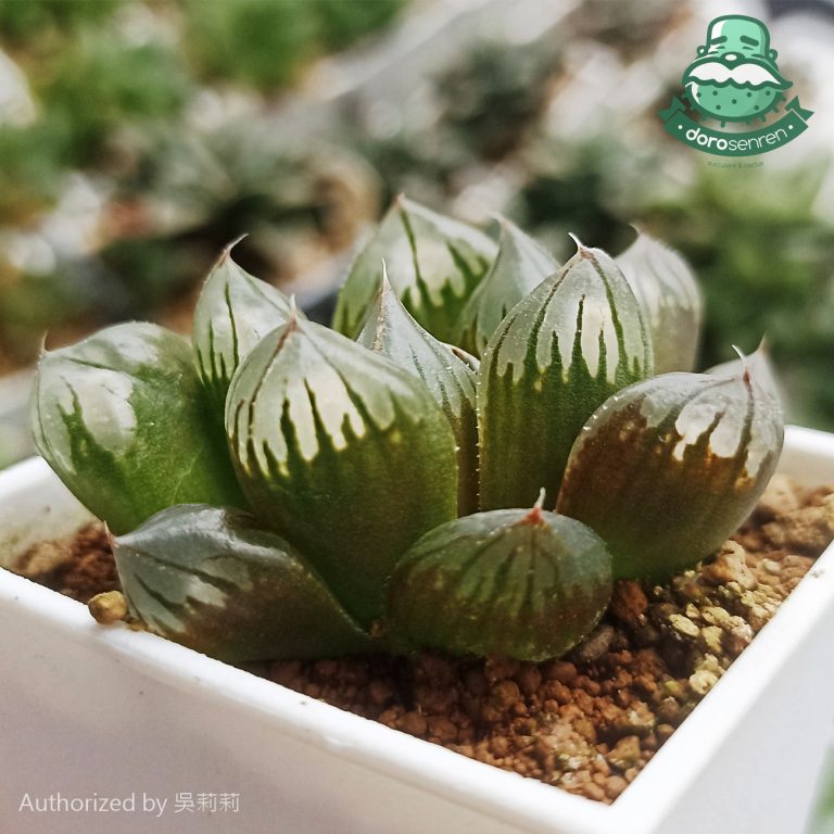 多肉仙人交易所