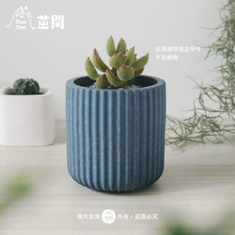 多肉仙人交易所