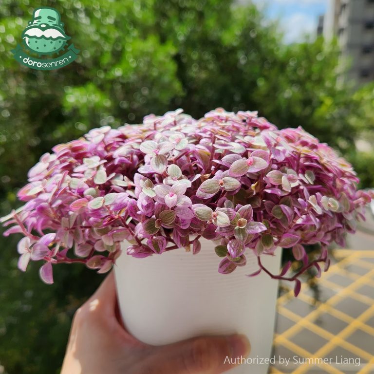 多肉仙人交易所