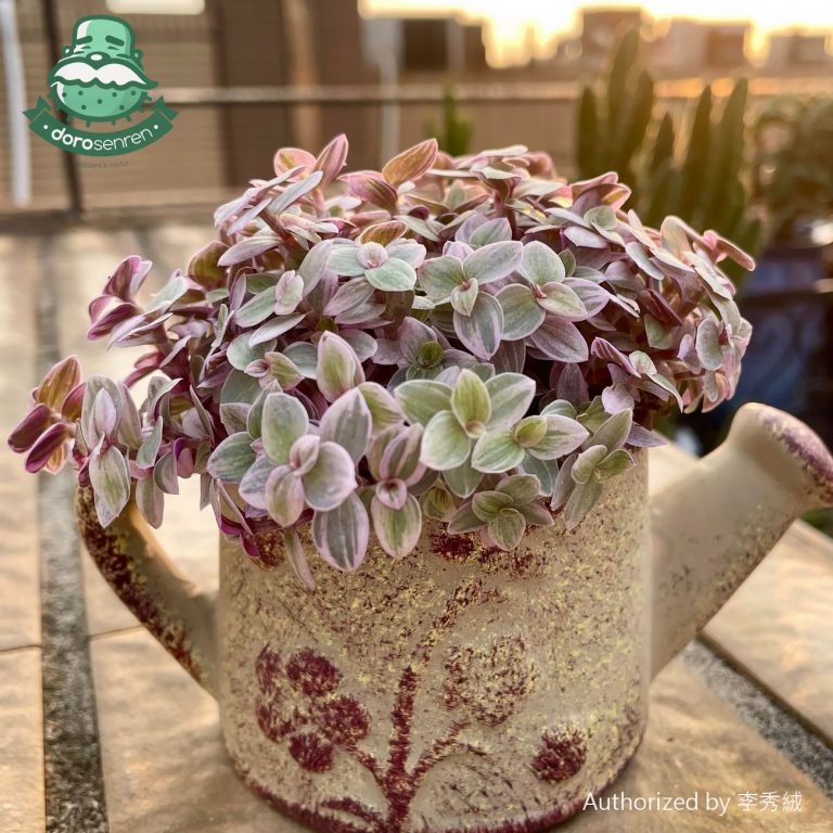 多肉仙人交易所