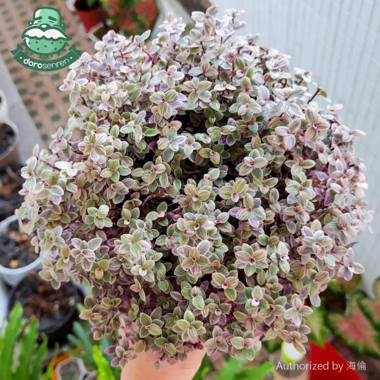 多肉仙人交易所