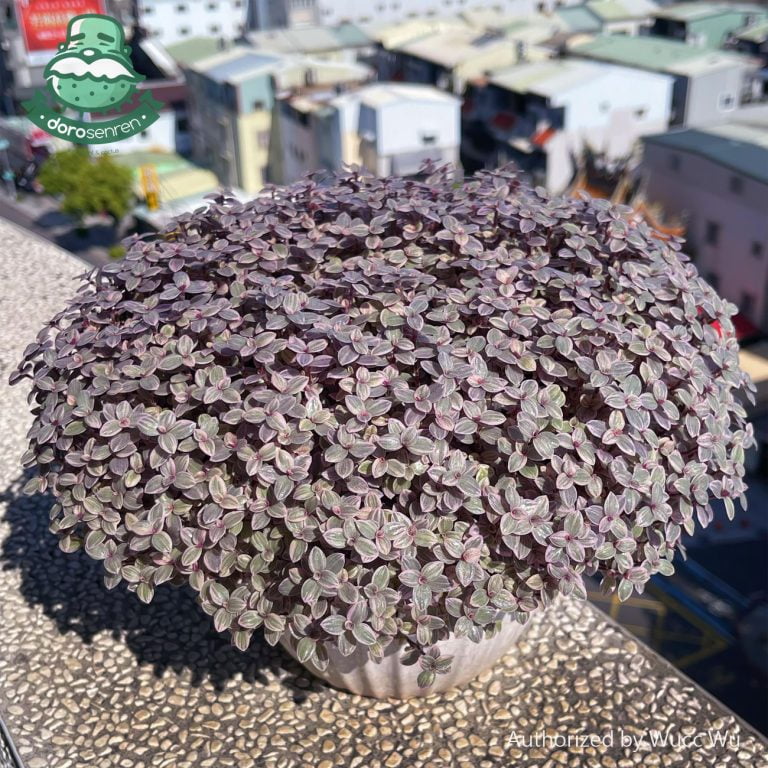 多肉仙人交易所