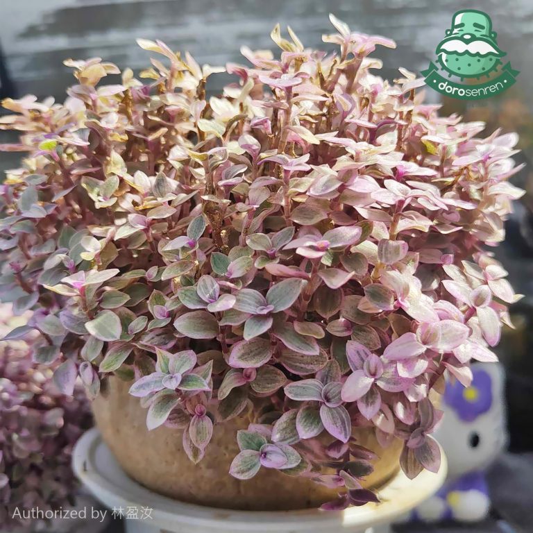 多肉仙人交易所