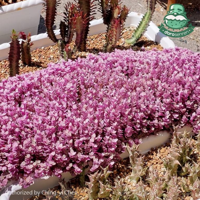 多肉仙人交易所