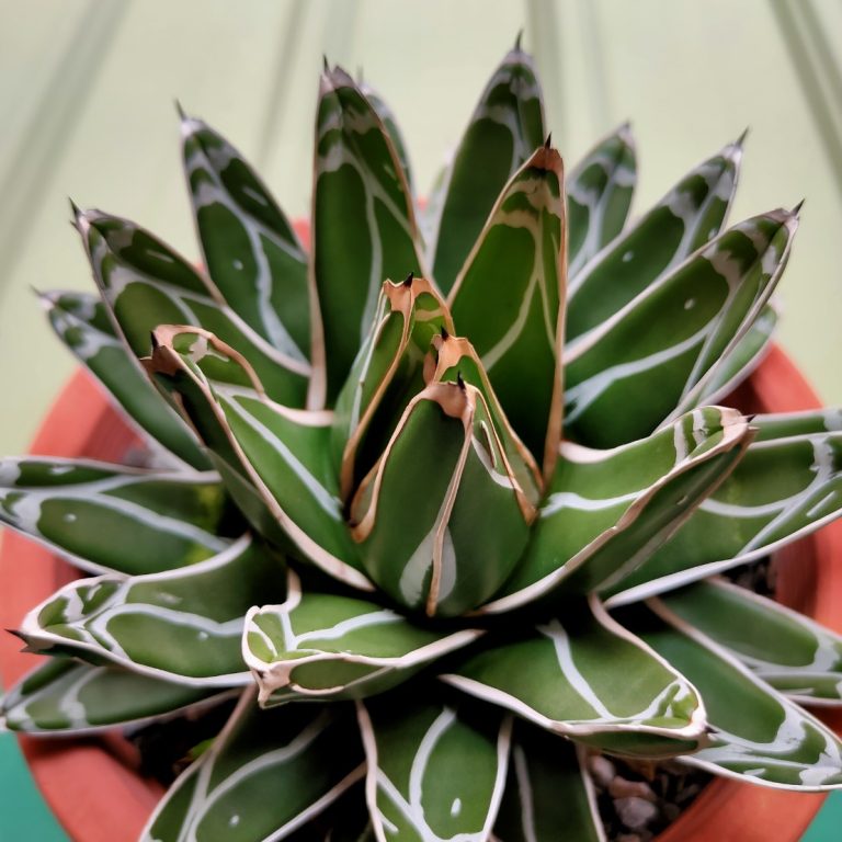 多肉仙人交易所