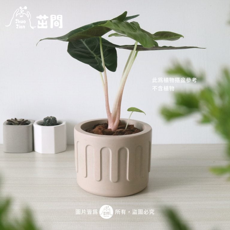 多肉仙人交易所