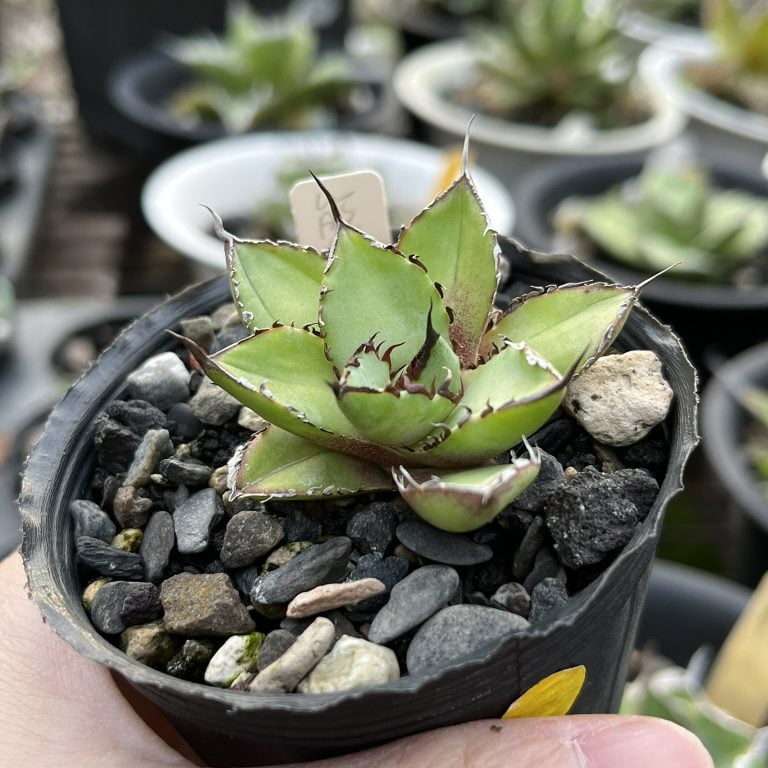 多肉仙人交易所