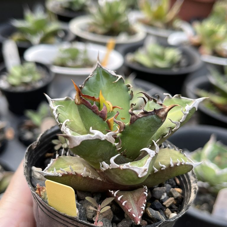 多肉仙人交易所